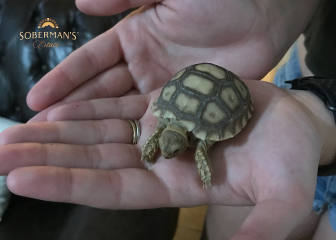 Dutch: A Year of Healing with Soberman's Therapy Tortoise