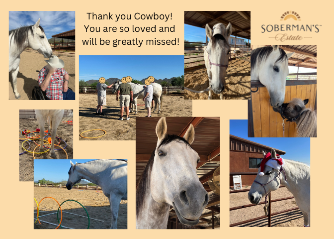 Cowboy’s Journey: A Tribute to a Remarkable Horse