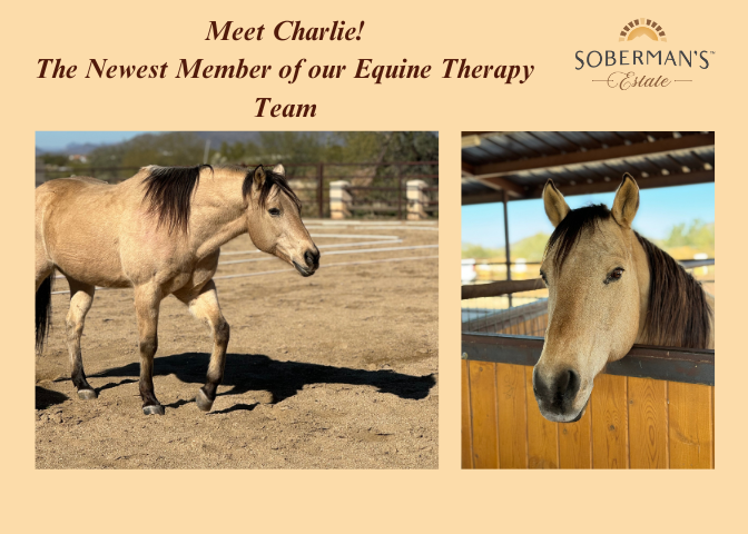 Welcoming Charlie, The Newest Member of our Equine Therapy Team